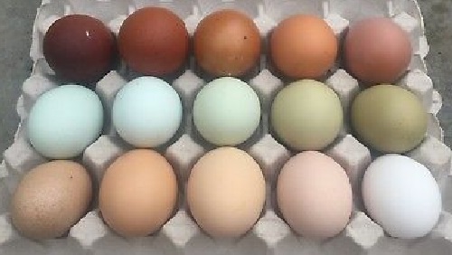 Assorted Chicken Hatching Eggs