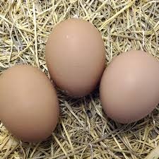 Barred Rock Hatching Eggs