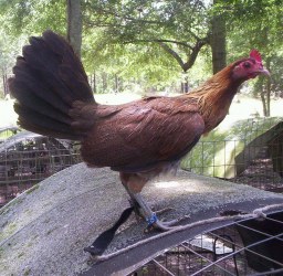 Blueface Hatch Game Fowl