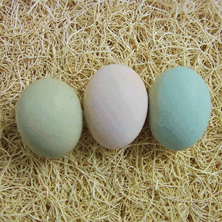 Easter Egger Hatching Eggs