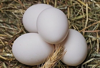Grey Rooster Eggs